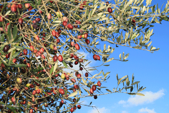 olive raccolte dalla pianta